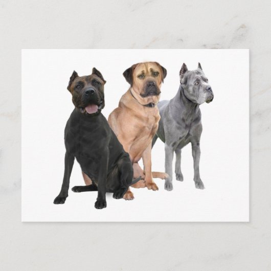 Cane Corso Three Postkarte (Vorderseite)