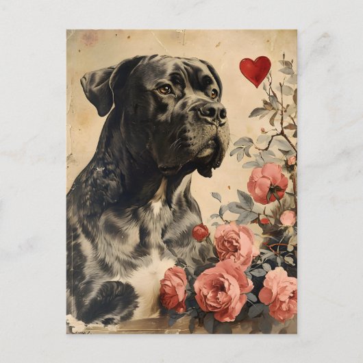 Cane Corso Vintag Valentinstag Postkarte (Vorderseite)