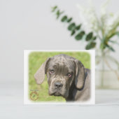 Cane Corso Welpe 8R062D-25 Postkarte (Stehend Vorderseite)