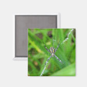 Cane Spinne - Big Island Magnet (Vorderseite/Rückseite)