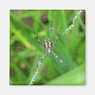 Cane Spinne - Big Island Magnet