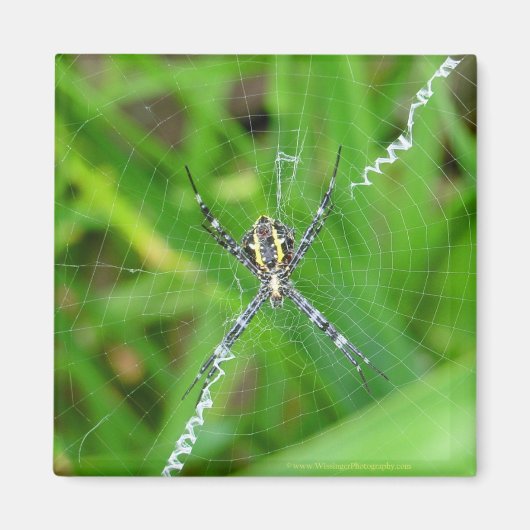 Cane Spinne - Big Island Magnet (Vorne)