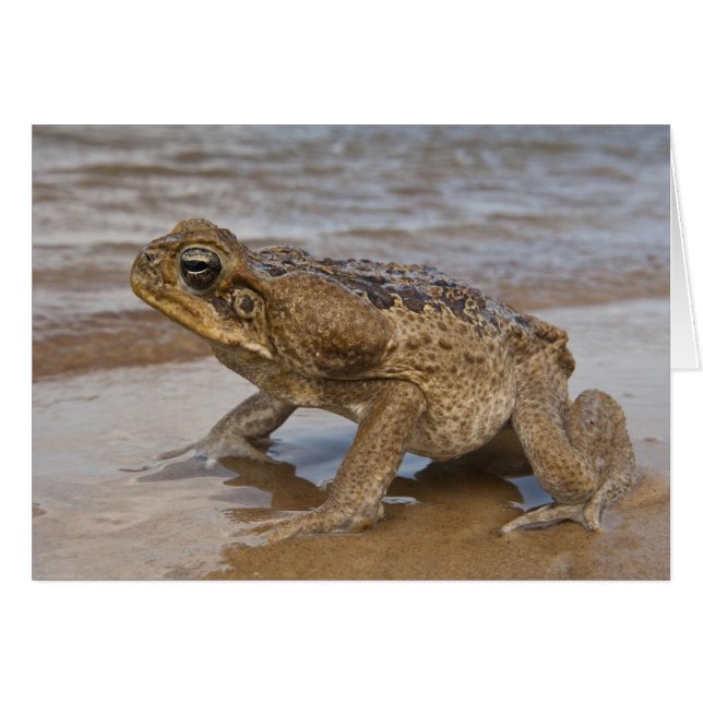 Cane Toad Rhinella marina, früher Bufo (Vorderseite (Horizontal))