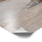 Cane Toad Rhinella marina, früher Bufo Fotodruck (Ecke)