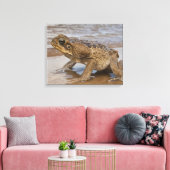 Cane Toad Rhinella marina, früher Bufo Leinwanddruck (Insitu (Wohnzimmer))