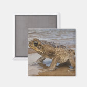 Cane Toad Rhinella marina, früher Bufo Magnet (Vorderseite/Rückseite)