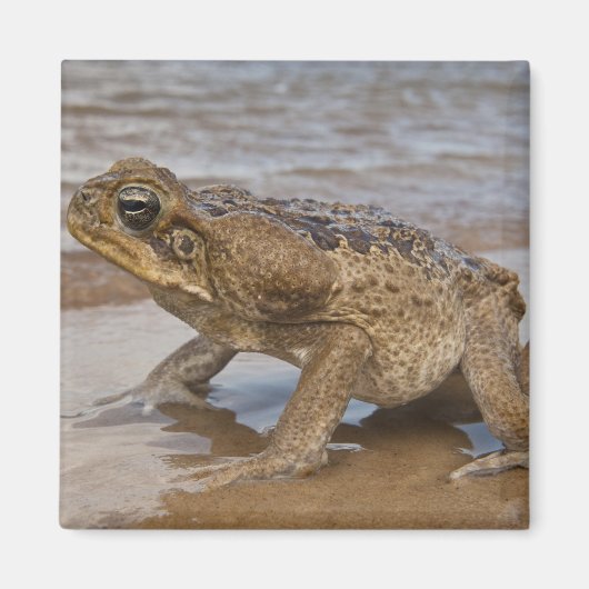 Cane Toad Rhinella marina, früher Bufo Magnet (Vorne)