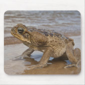 Cane Toad Rhinella marina, früher Bufo Mousepad (Vorne)