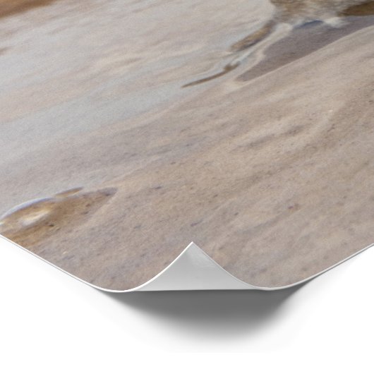 Cane Toad Rhinella marina, früher Bufo Poster (Ecke)