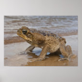 Cane Toad Rhinella marina, früher Bufo Poster (Vorne)