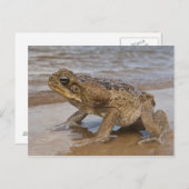 Cane Toad Rhinella marina, früher Bufo Postkarte (Vorne/Hinten)