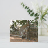 Cangaroo Postkarte (Stehend Vorderseite)