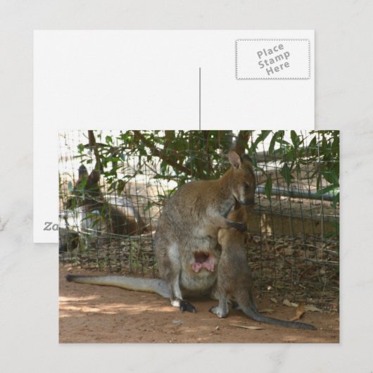 Cangaroo Postkarte (Vorne/Hinten)