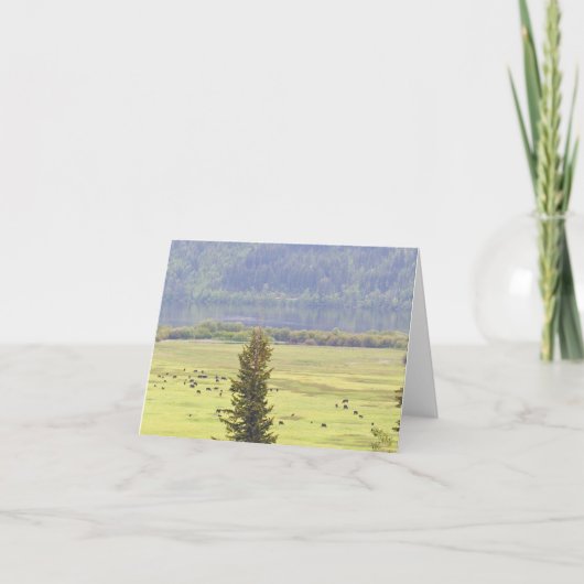Canim Lake Cattle Note Card Karte (Vorderseite)