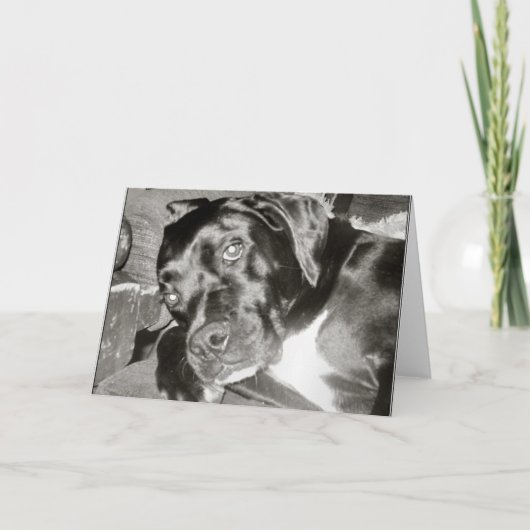 Canine Card Karte (Vorderseite)