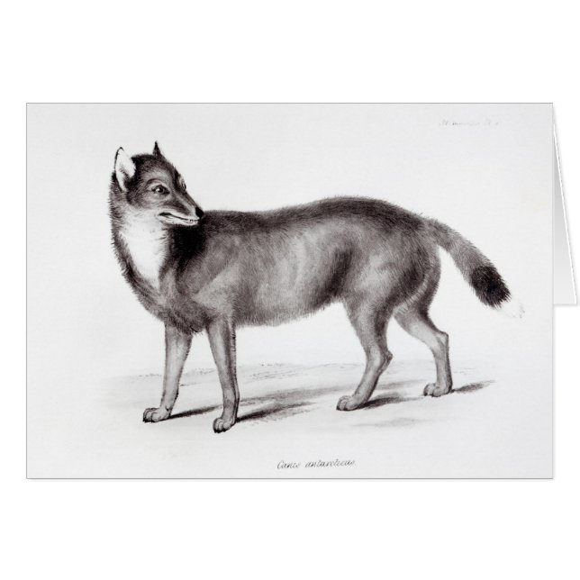 Canis Antarcticus (Vorderseite (Horizontal))