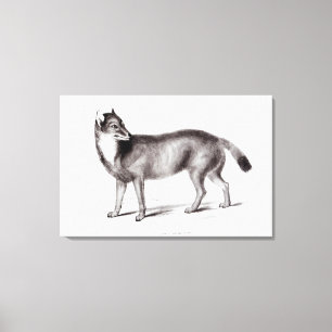 Canis Antarcticus Leinwanddruck