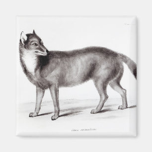 Canis Antarcticus Magnet