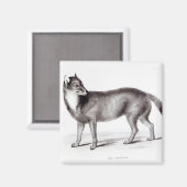 Canis Antarktis Magnet (Vorderseite/Rückseite)