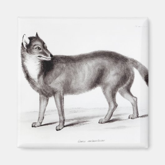 Canis Antarktis Magnet (Vorne)