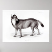 Canis Antarktis Poster (Vorne)