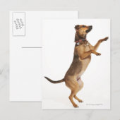 Canis familiaris 2 postkarte (Vorne/Hinten)