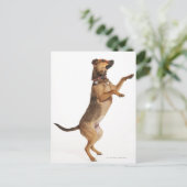 Canis familiaris 2 postkarte (Stehend Vorderseite)
