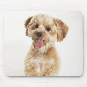 Canis familiaris mousepad