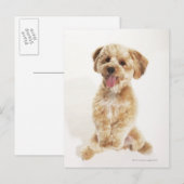 Canis familiaris postkarte (Vorne/Hinten)