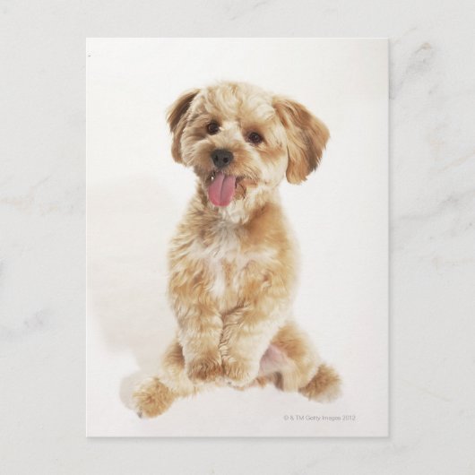 Canis familiaris postkarte (Vorderseite)