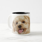 Canis familiaris zweifarbige tasse (Vorderseite Links)