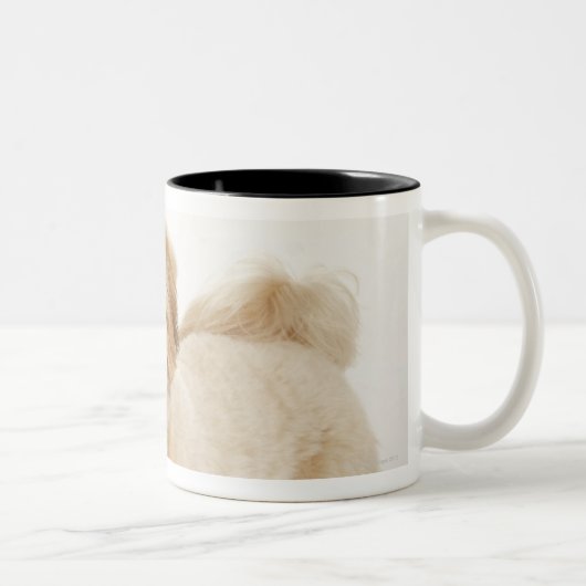 Canis familiaris zweifarbige tasse (Rechts)