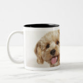 Canis familiaris zweifarbige tasse (Links)
