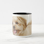 Canis familiaris zweifarbige tasse (Mittel)