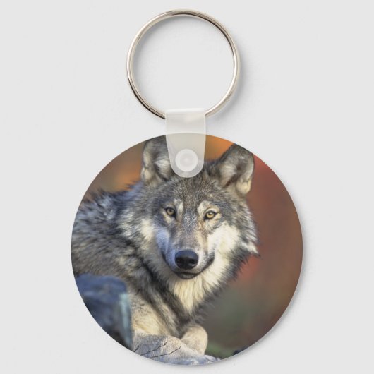 Canis_lupus_Gray Wolf Schlüsselanhänger (Vorderseite)