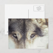 Canis Lupus Postkarte (Vorne/Hinten)