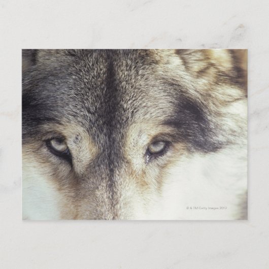 Canis Lupus Postkarte (Vorderseite)