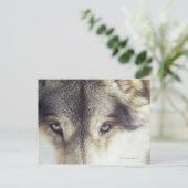 Canis Lupus Postkarte (Stehend Vorderseite)