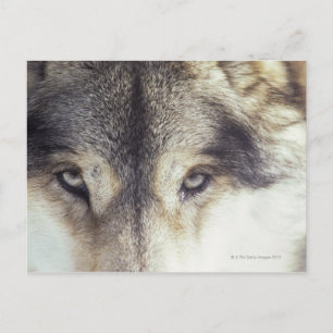 Canis Lupus Postkarte