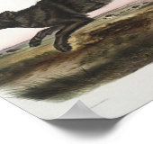 Canis lupus, schwarzer amerikanischer Wolf. Mann. Poster (Ecke)