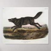 Canis lupus, schwarzer amerikanischer Wolf. Mann. Poster (Vorne)