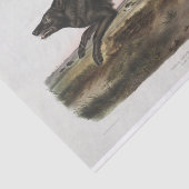 Canis lupus, schwarzer amerikanischer Wolf. Männli Seidenpapier (Ausschnitt)
