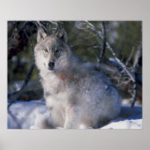 Canis_lupus_wolf Wölfe in freier Wildbahn Poster (Vorne)