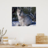 Canis_lupus_wolf Wölfe in freier Wildbahn Poster (Küche)