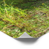 Canisteo Poster (Ecke)