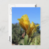 Canna # 2 postkarte (Vorne/Hinten)