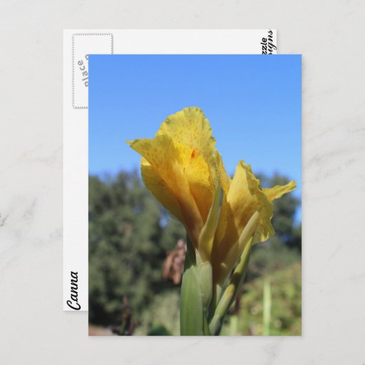 Canna # 2 postkarte (Vorne/Hinten)