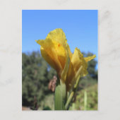 Canna # 2 postkarte (Vorderseite)