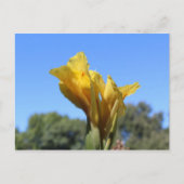 Canna # 3 postkarte (Vorderseite)