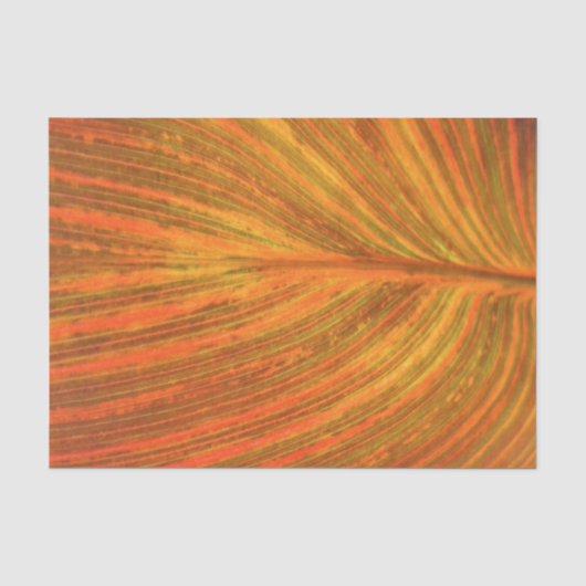 Canna Blatt Seidenpapier (Vorderseite)